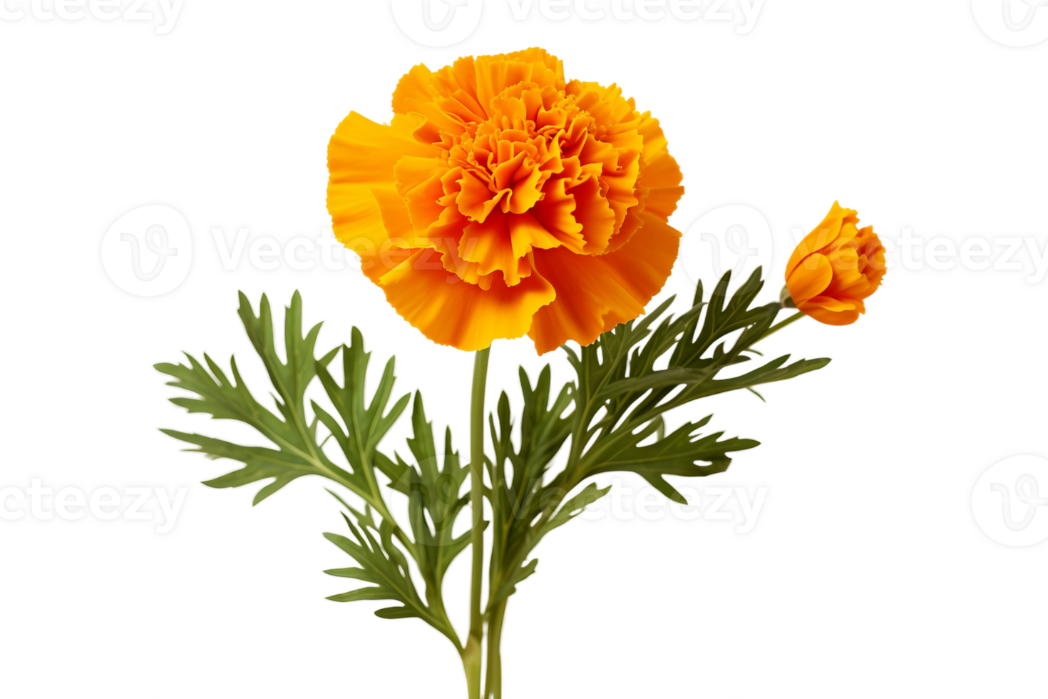 AI generated Marigold with Transparent Background. png