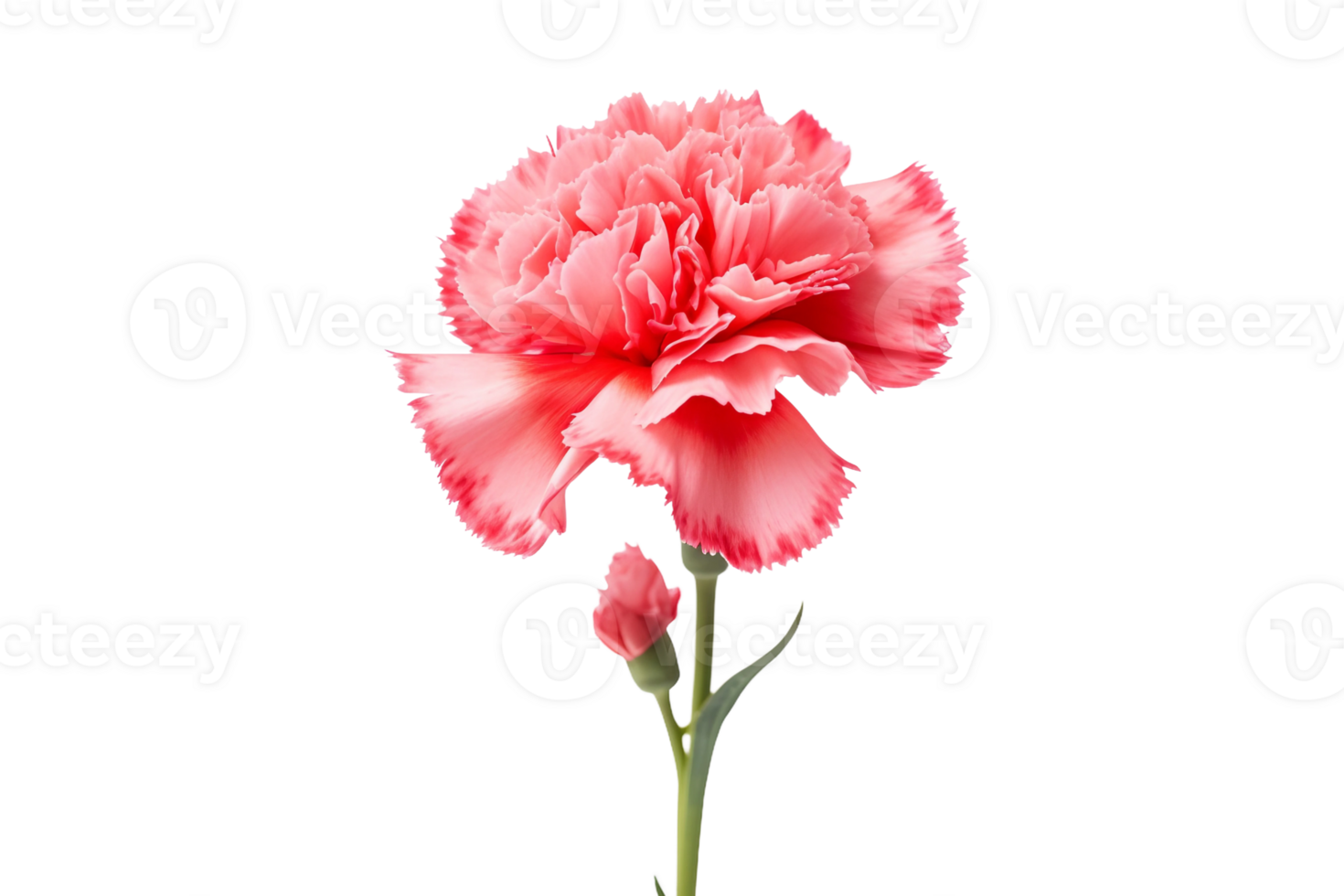 AI generated Carnation with a Transparent Background. png