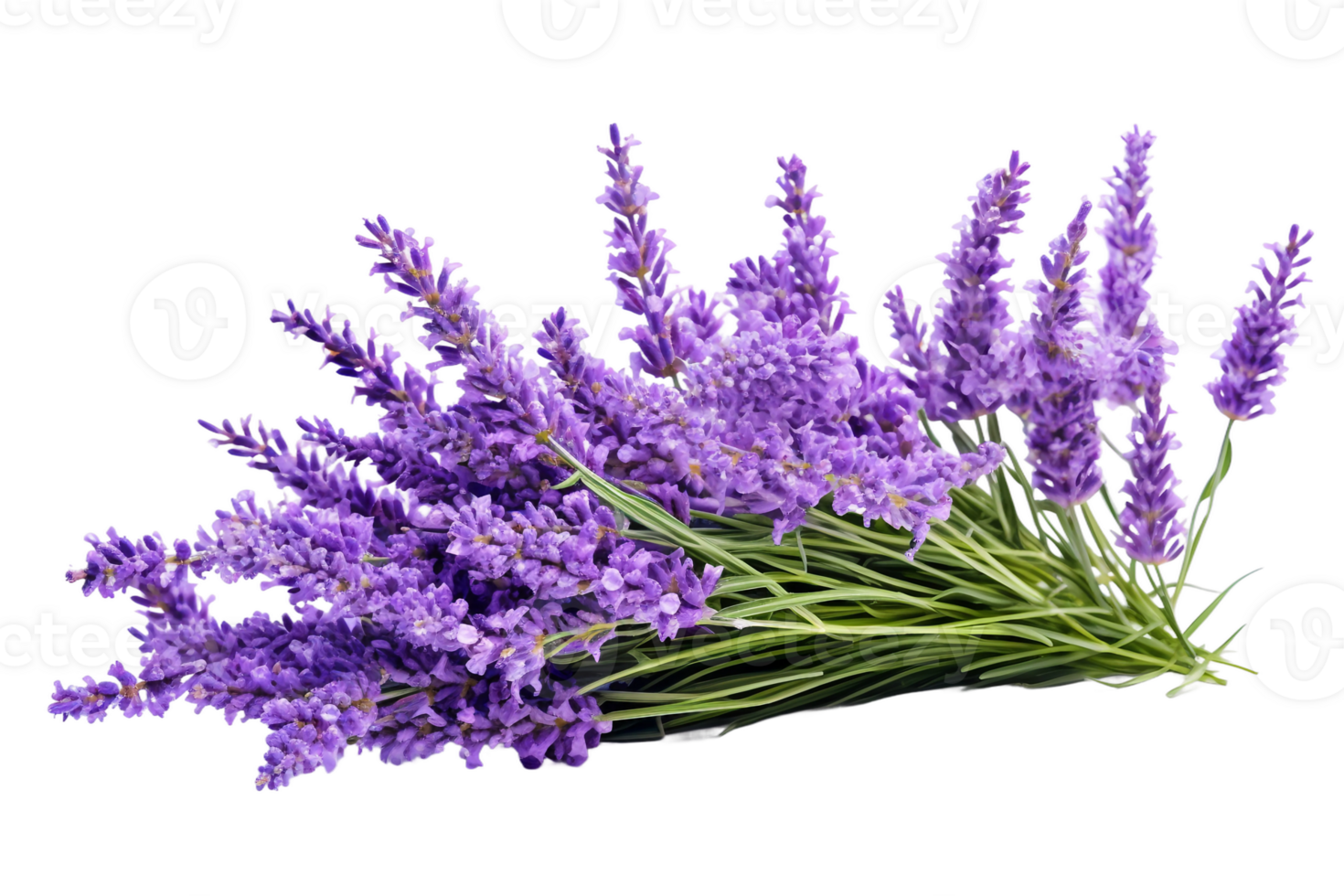 AI generated Lavender with Transparent Background. png