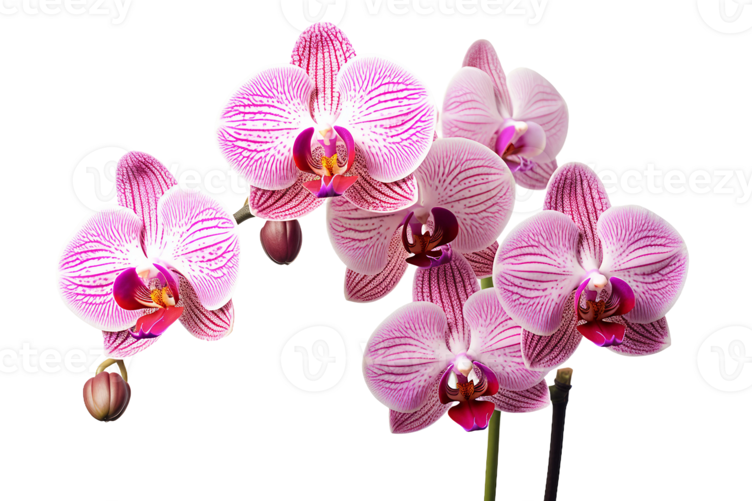 AI generated Orchid with a Transparent Background. png