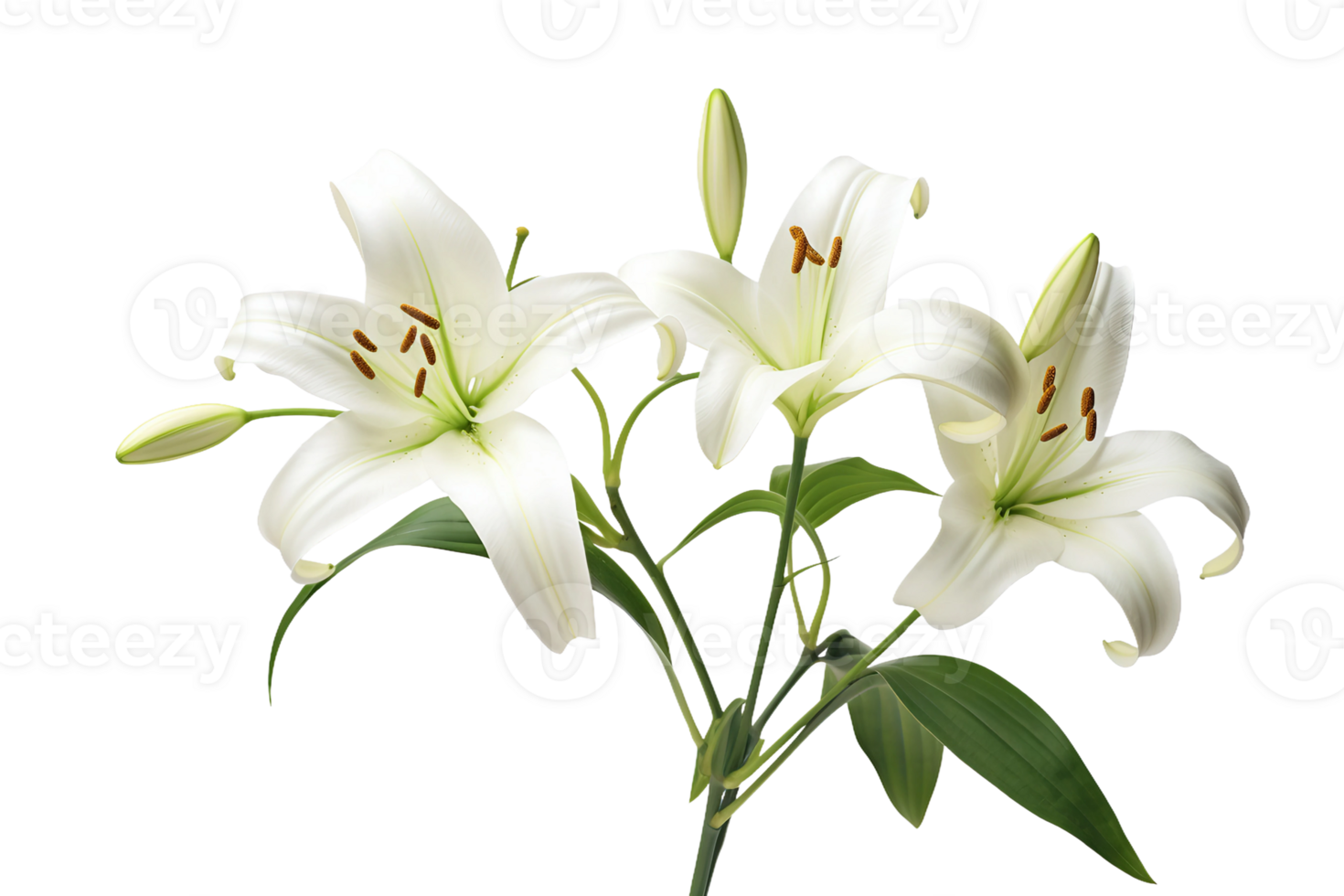 AI generated Lily with Transparent Background. png