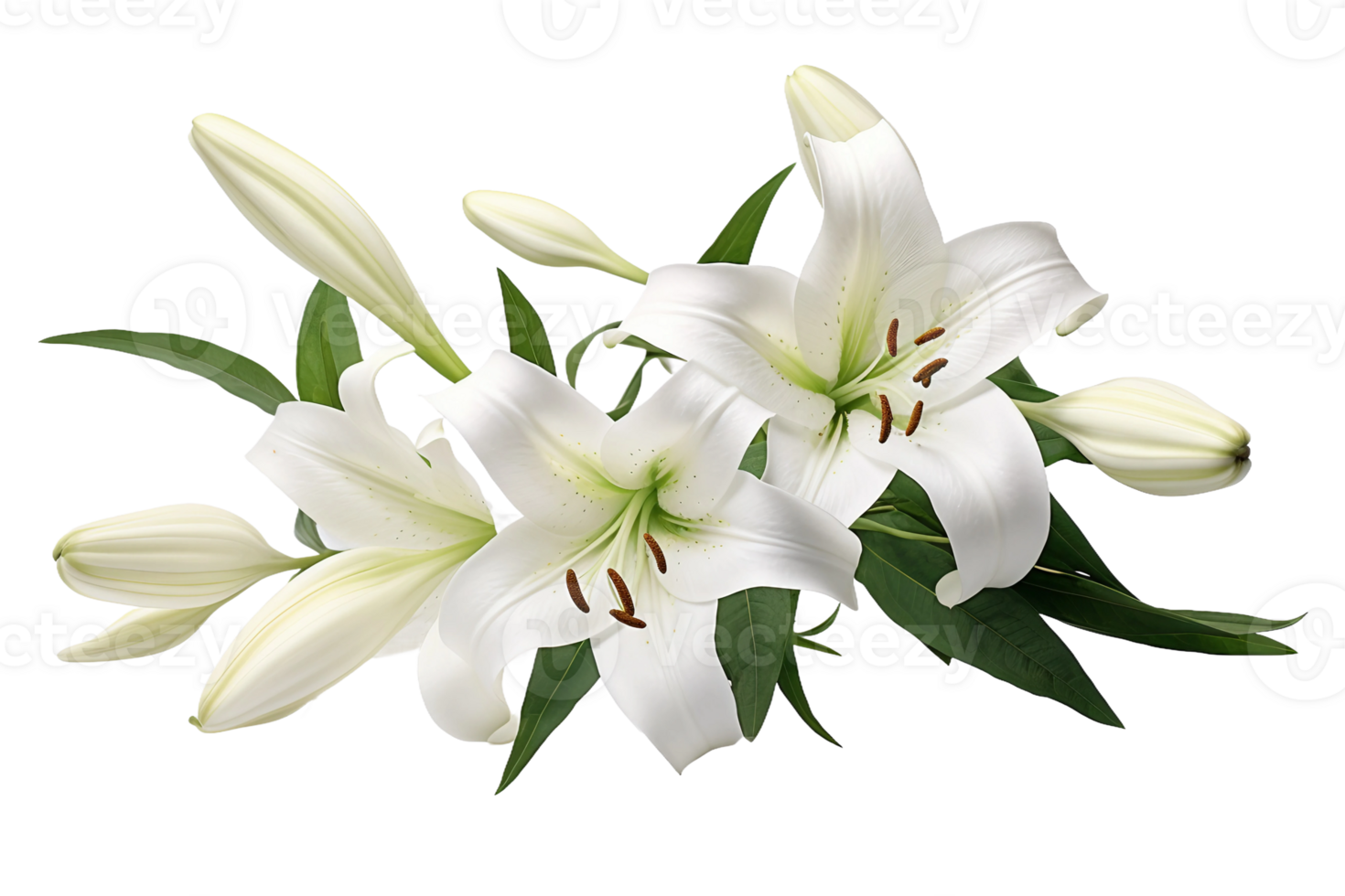 AI generated Lily with Transparent Background. png