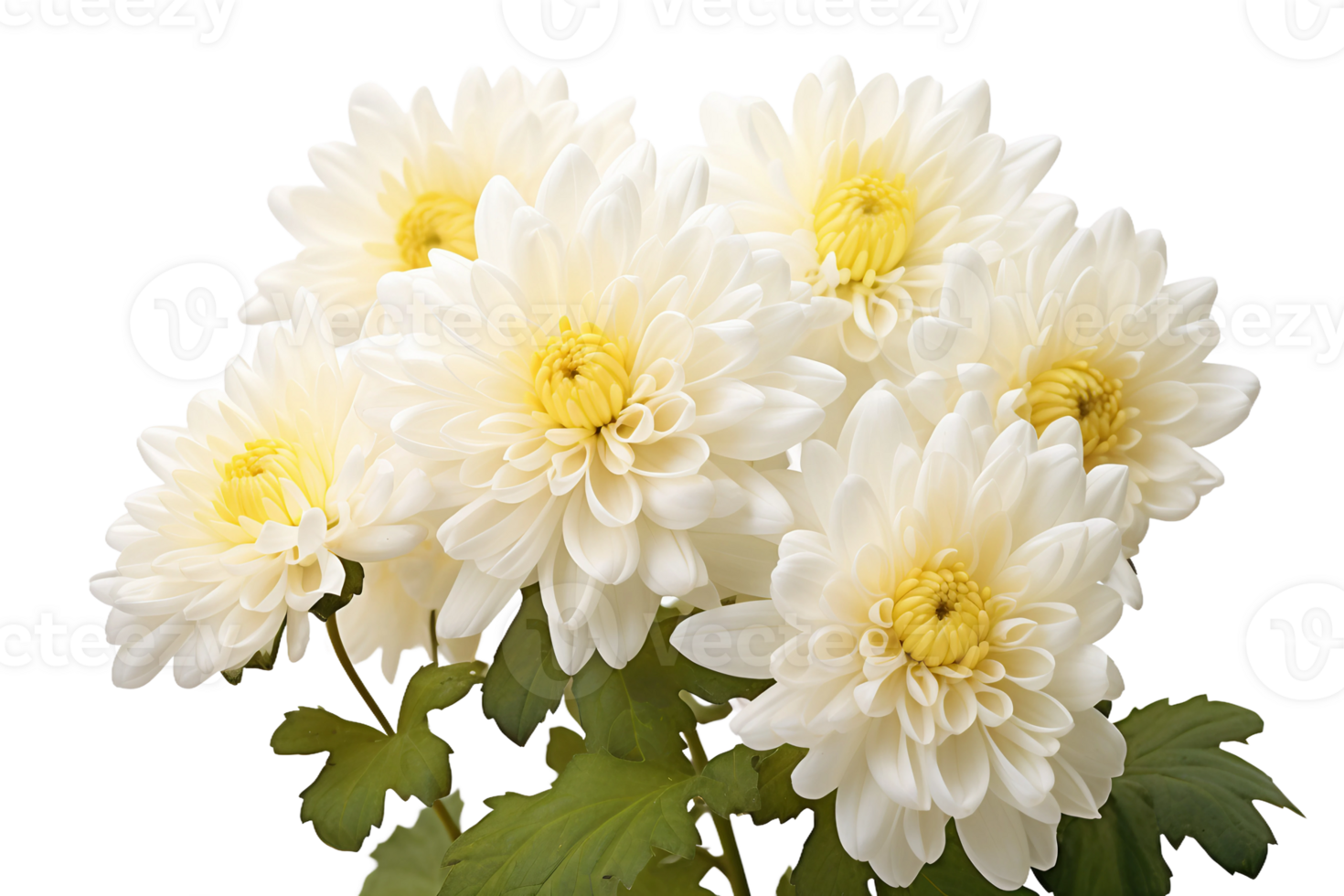 AI generated Chrysanthemum with Transparent Background. png