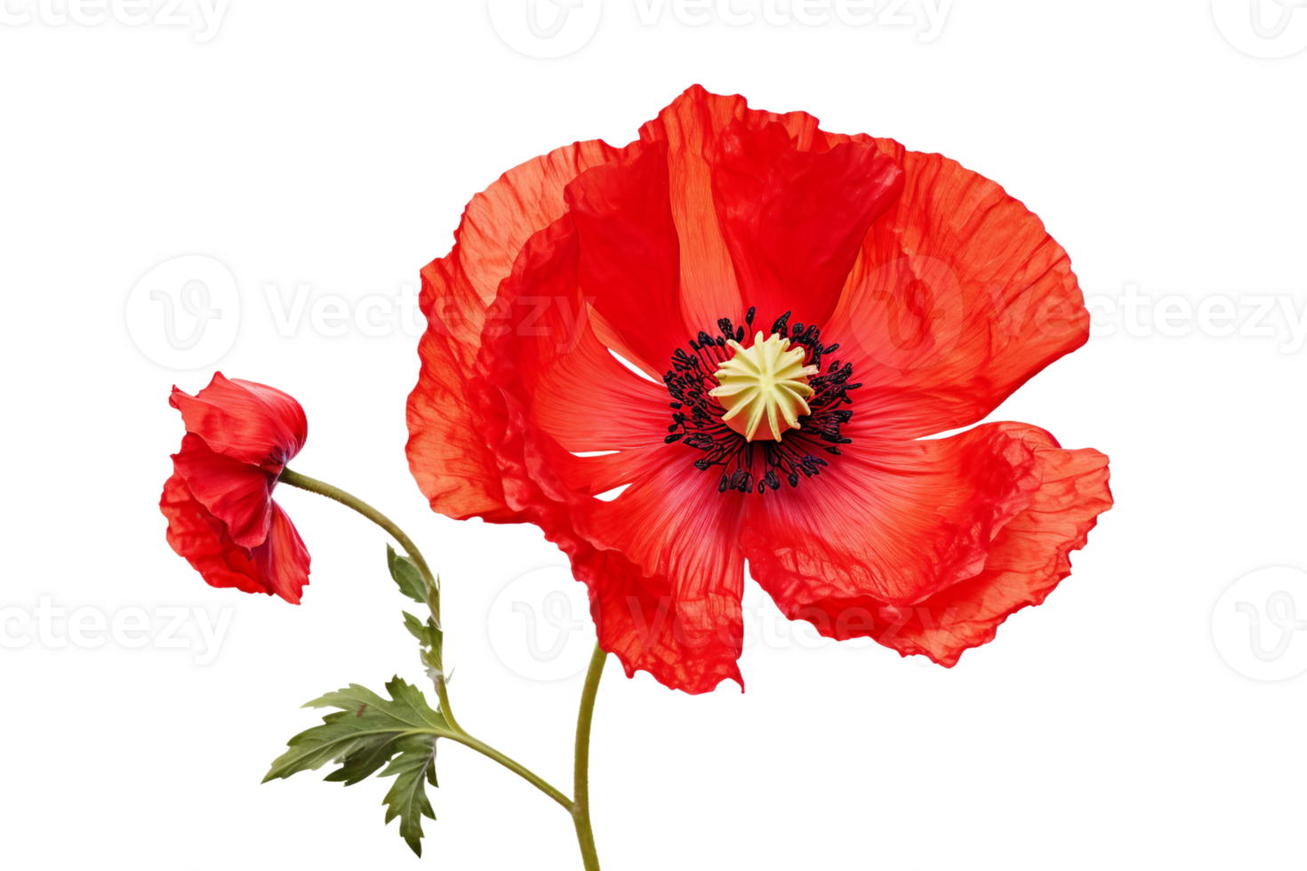 AI generated Poppy with a Transparent Background. png