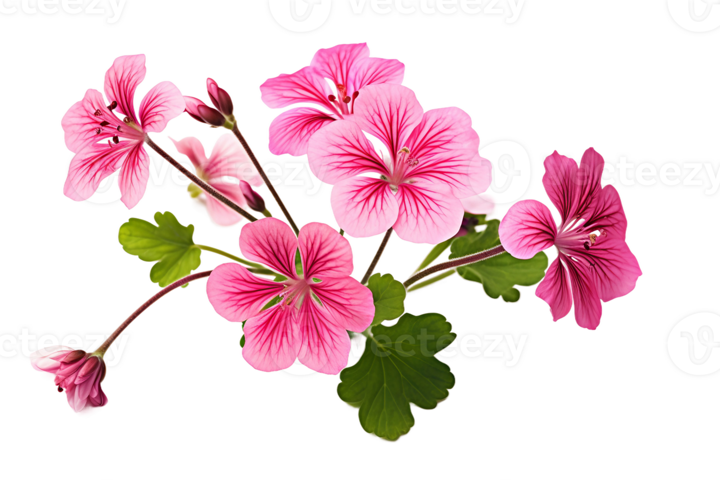 AI generated Geranium with a Transparent Background. png