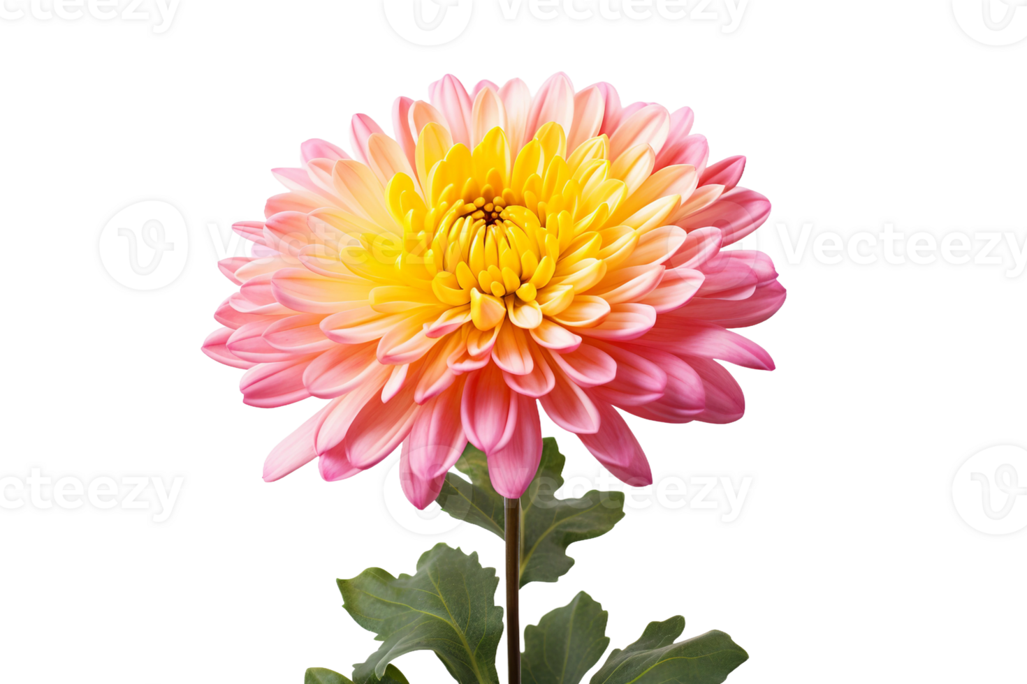 AI generated Chrysanthemum with Transparent Background. png