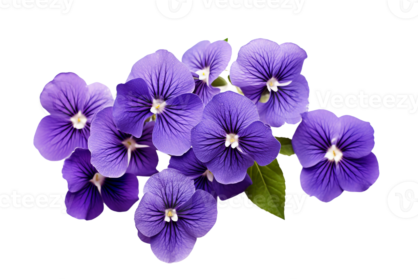 AI generated Violet with Transparent Background. png