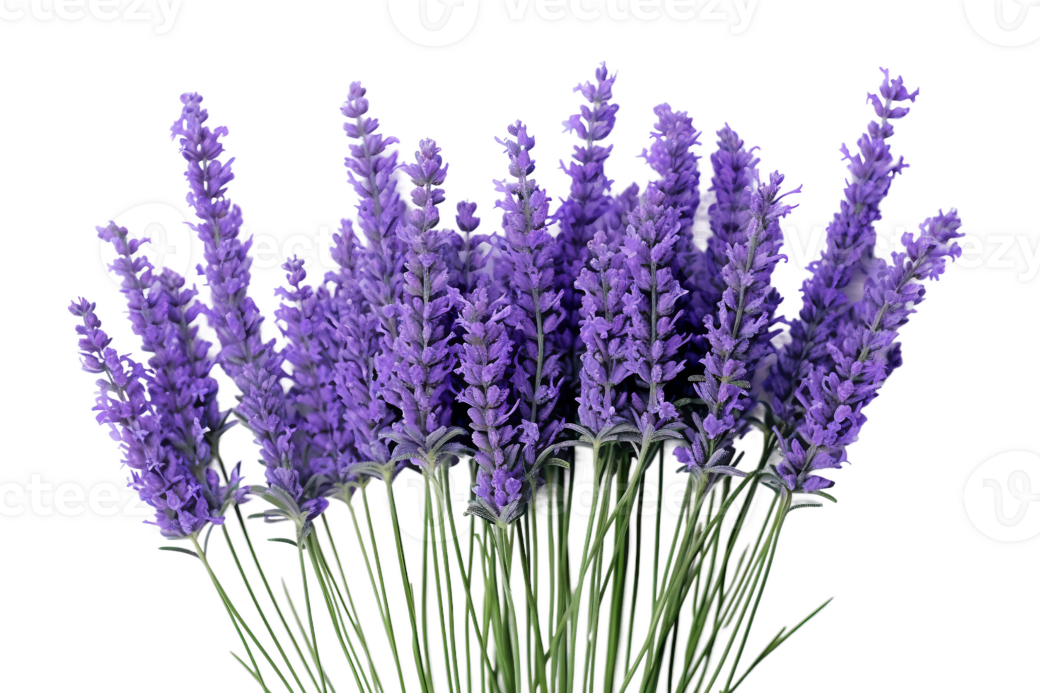 AI generated Lavender with Transparent Background. png