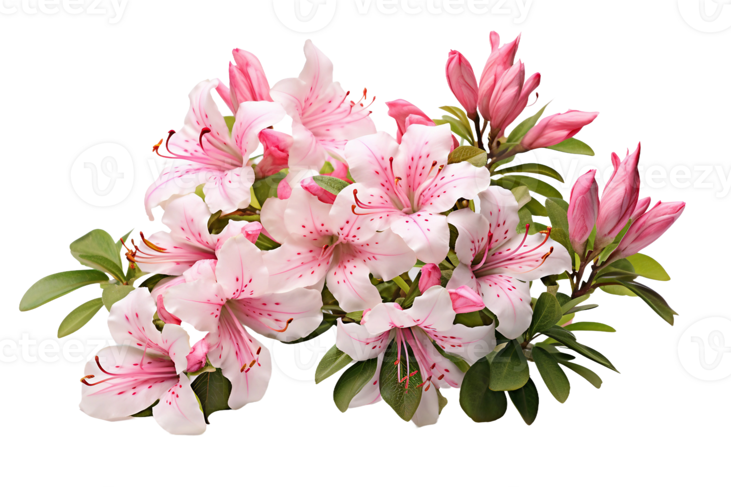 AI generated Azalea with Transparent Background. png