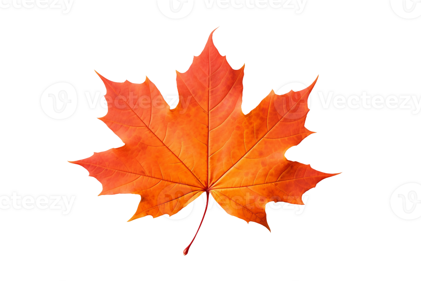 AI generated Maple with a Transparent Background. png