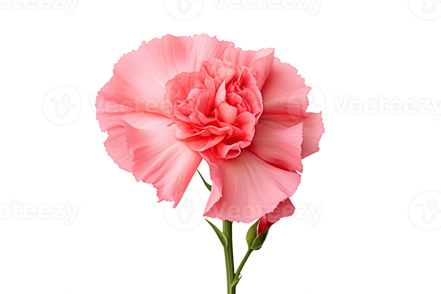 AI generated Carnation with a Transparent Background. png