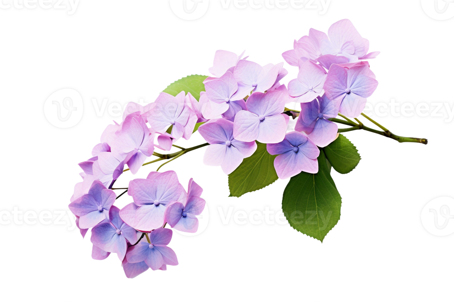 AI generated Hydrangea with a Transparent Background. png