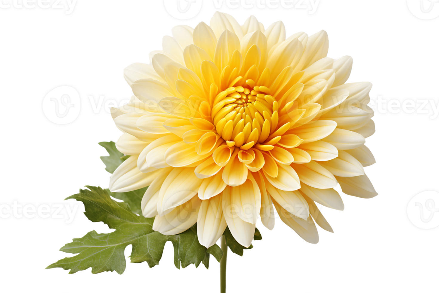 AI generated Chrysanthemum with Transparent Background. png
