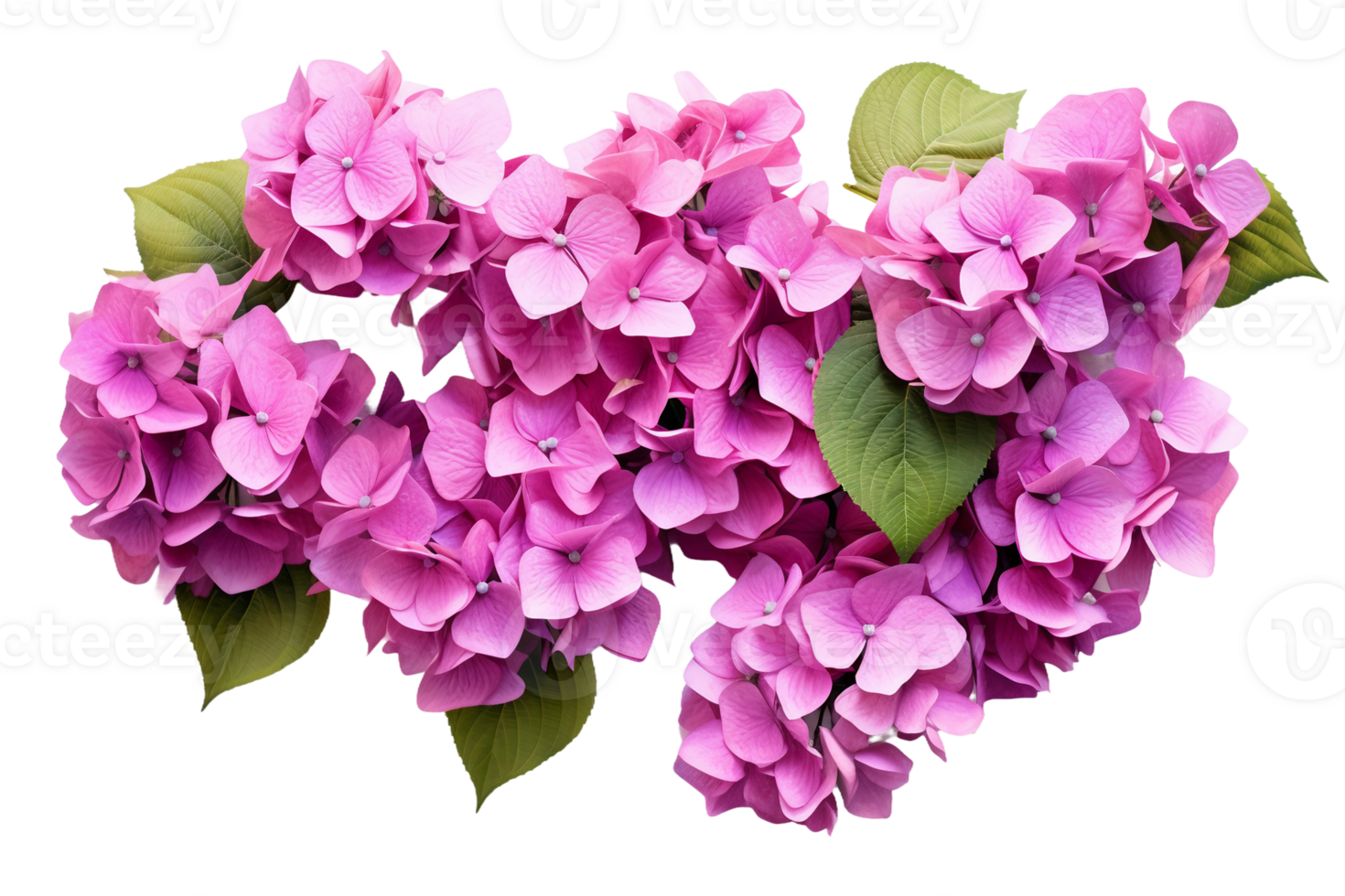 AI generated Hydrangea with a Transparent Background. png