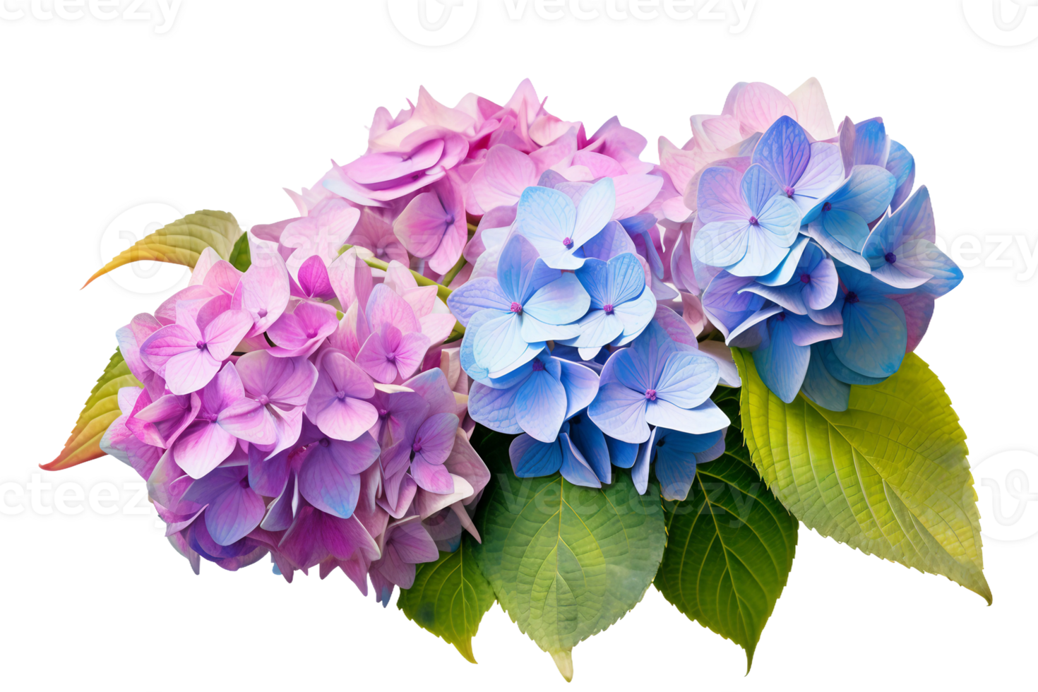 AI generated Hydrangea with a Transparent Background. png