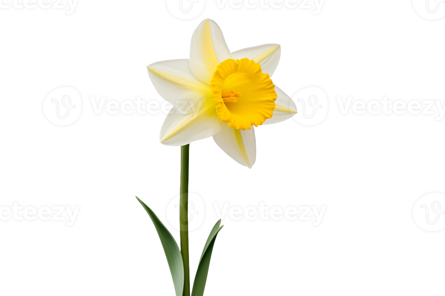 AI generated Daffodil on a Transparent Background. png