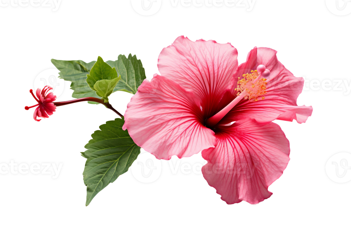 AI generated Hibiscus with Transparent Background. png