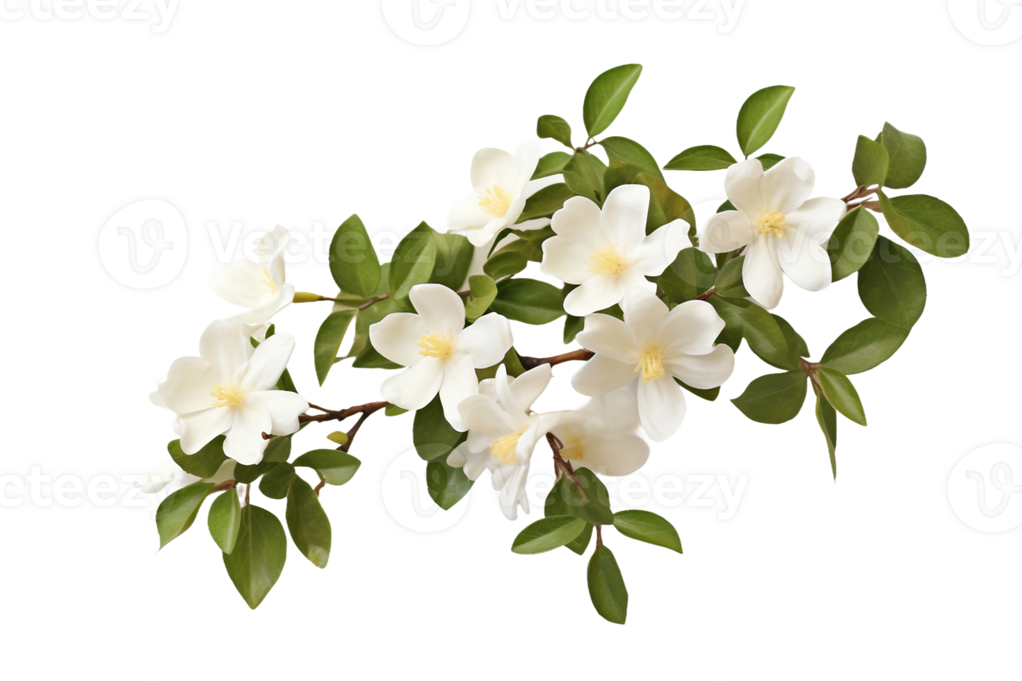 AI generated Jasmine with a Transparent Background. png