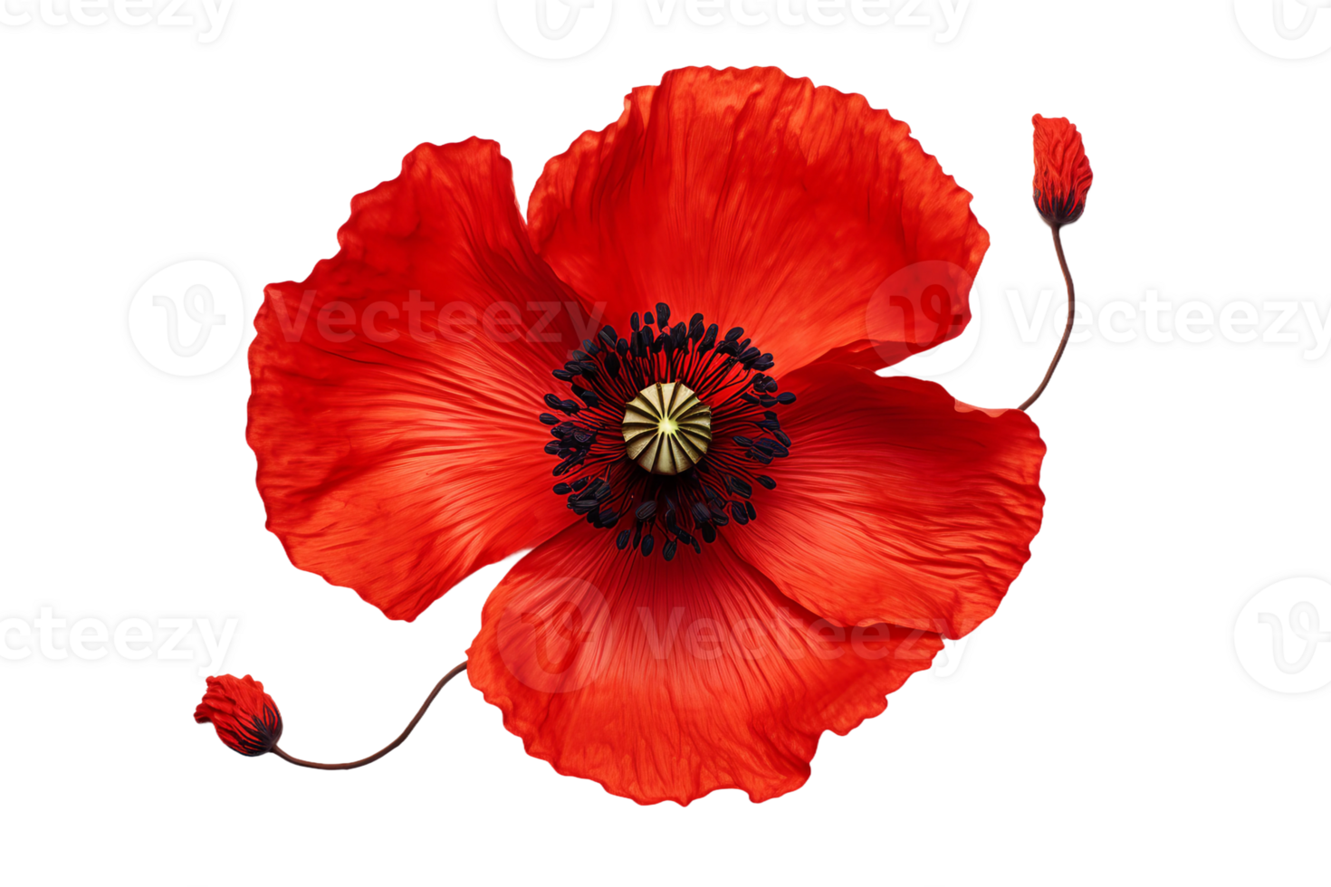 AI generated Poppy with a Transparent Background. png