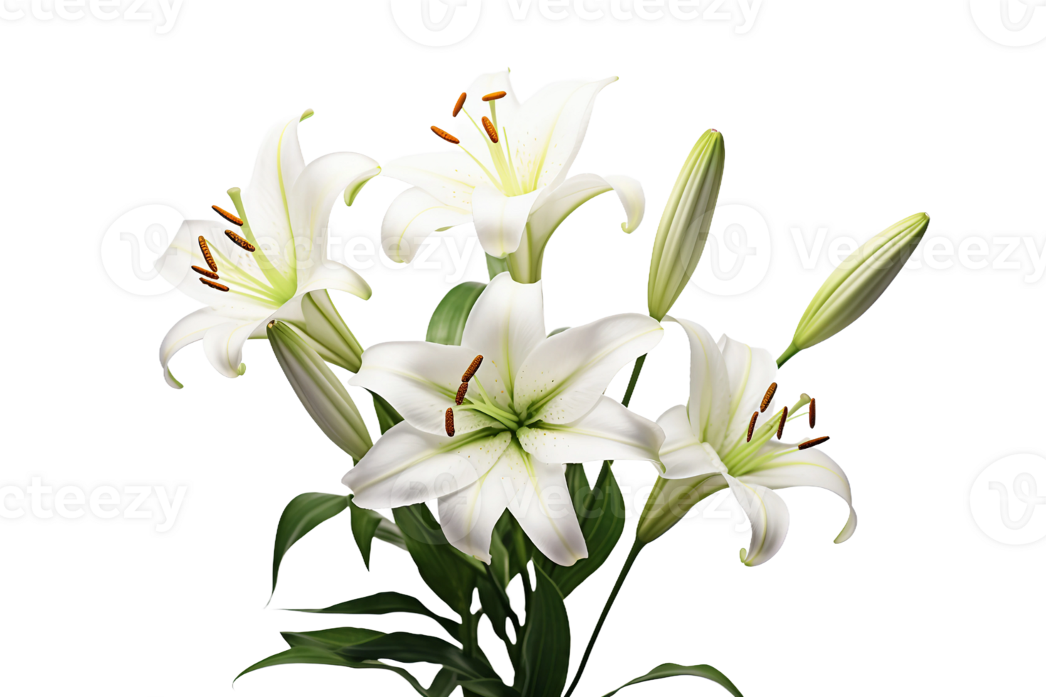 AI generated Lily with Transparent Background. png