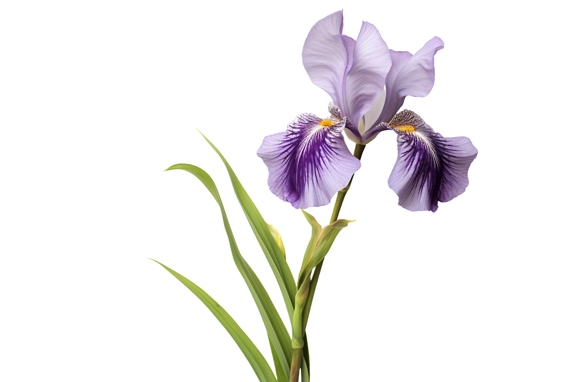 AI generated Iris with Transparent Background. 36498762 PNG
