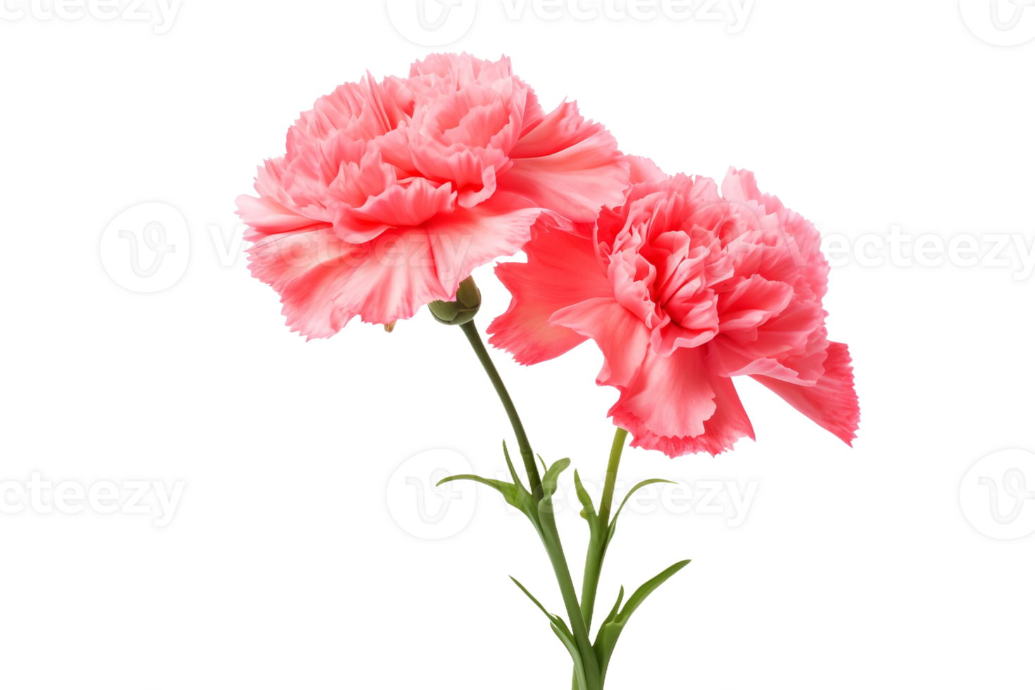 AI generated Carnation with a Transparent Background. png