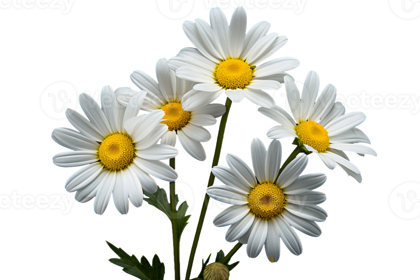 AI generated Daisy with a Transparent Background. png