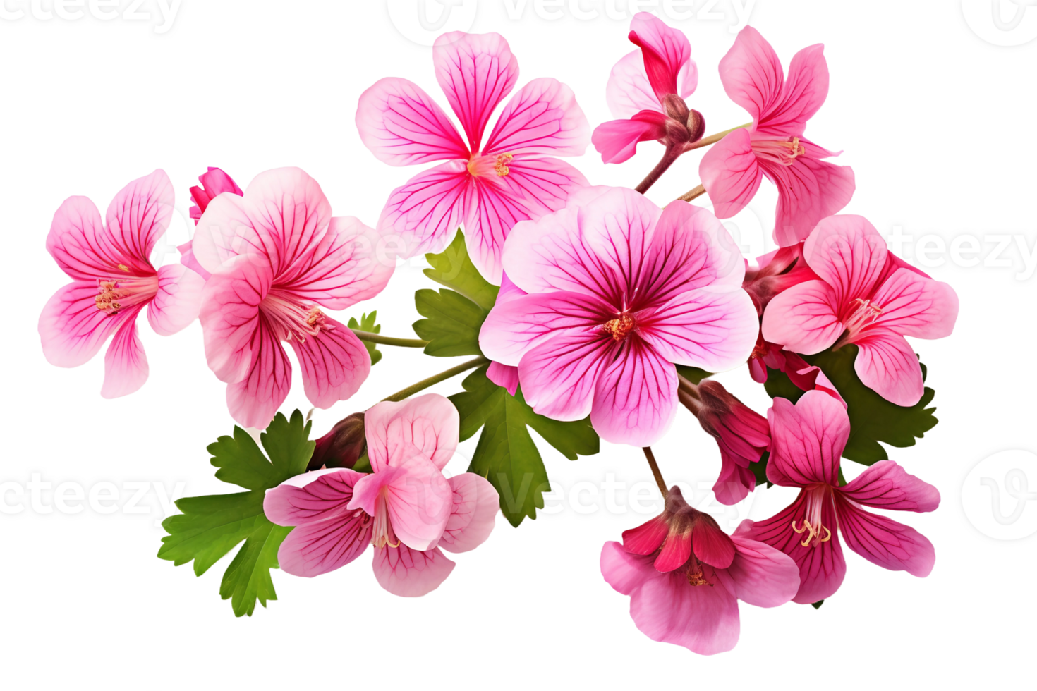 AI generated Geranium with a Transparent Background. png