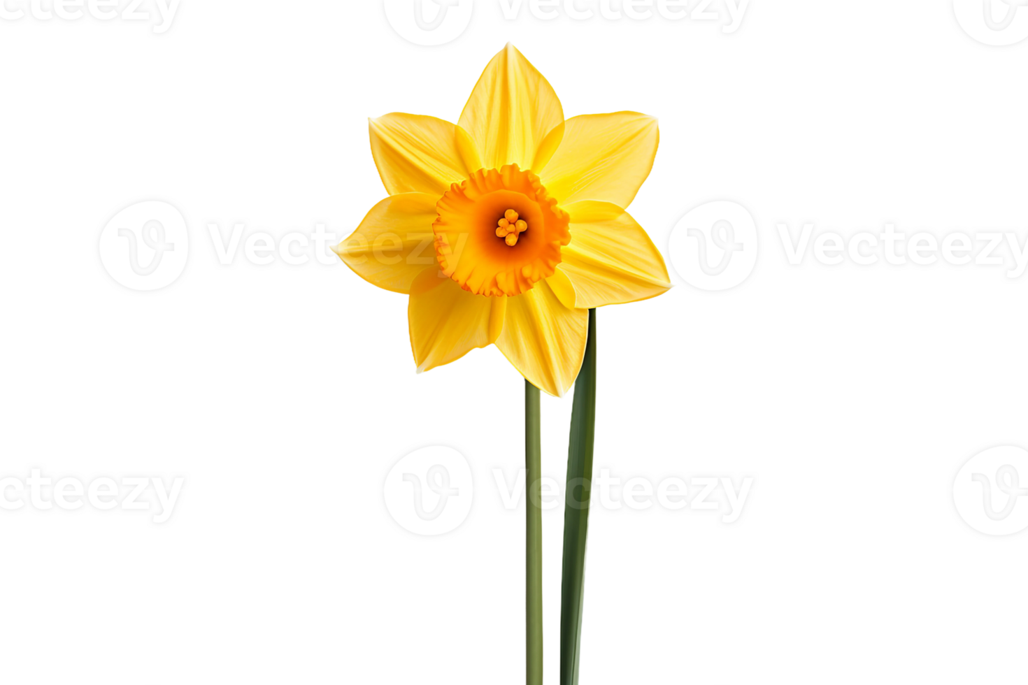 AI generated Daffodil on a Transparent Background. png