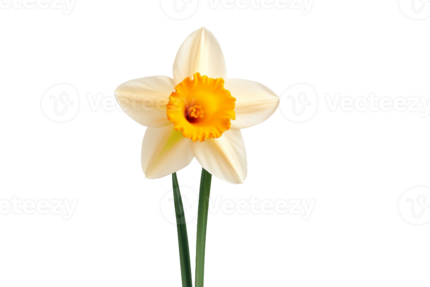 AI generated Daffodil on a Transparent Background. png