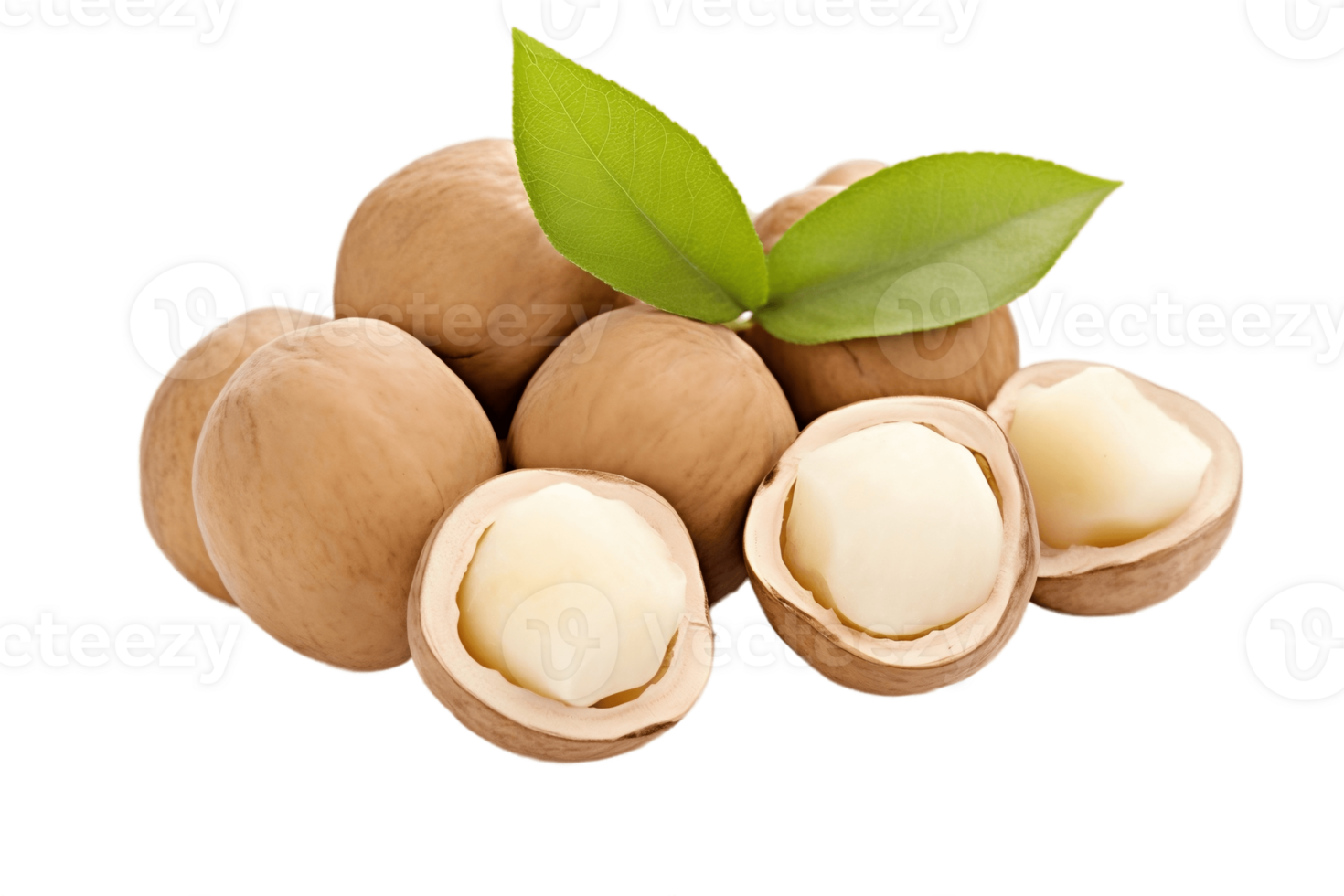 AI generated Macadamia Nut on Transparent Background. AI png
