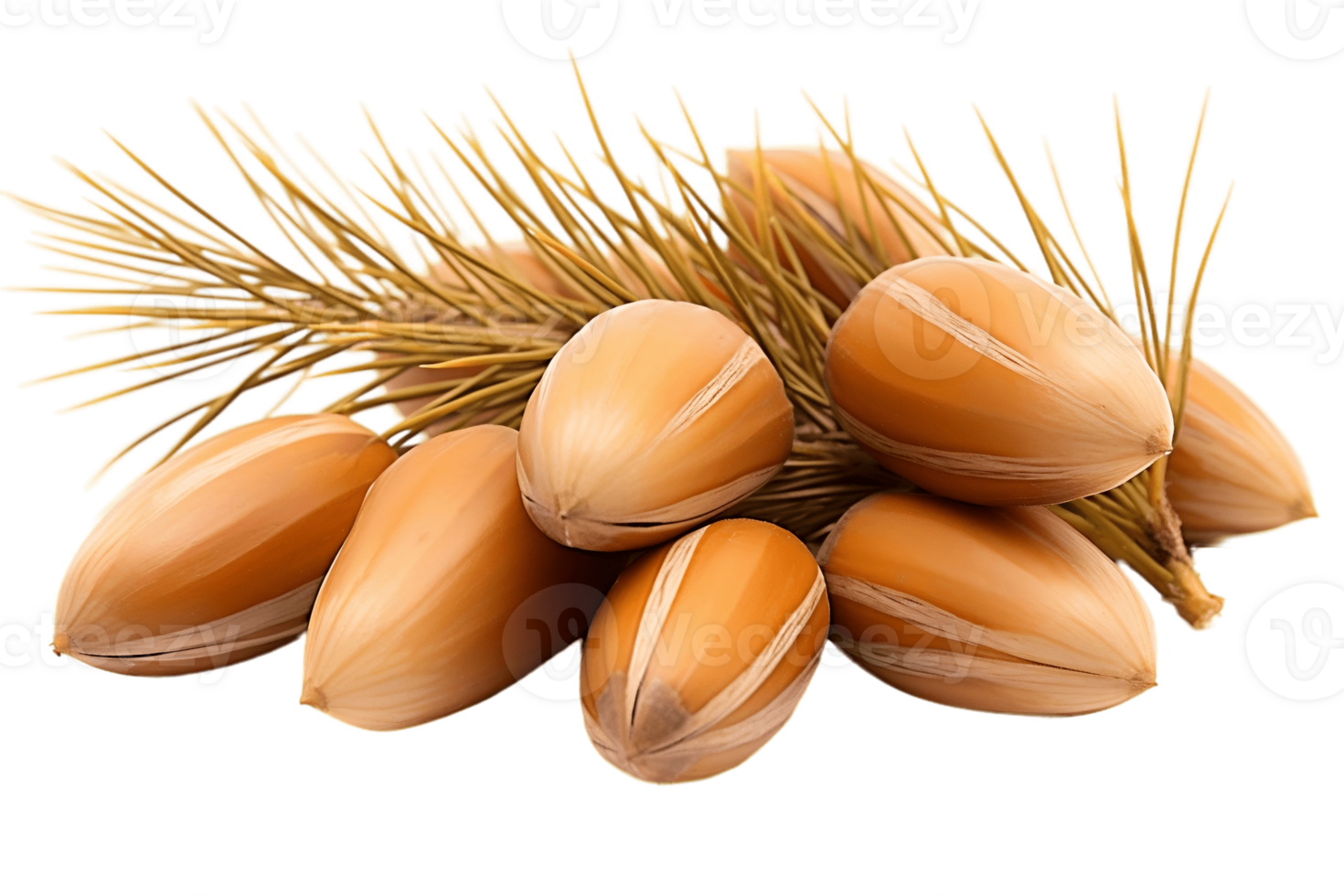 AI generated Pine Nut on Transparent Background. AI png