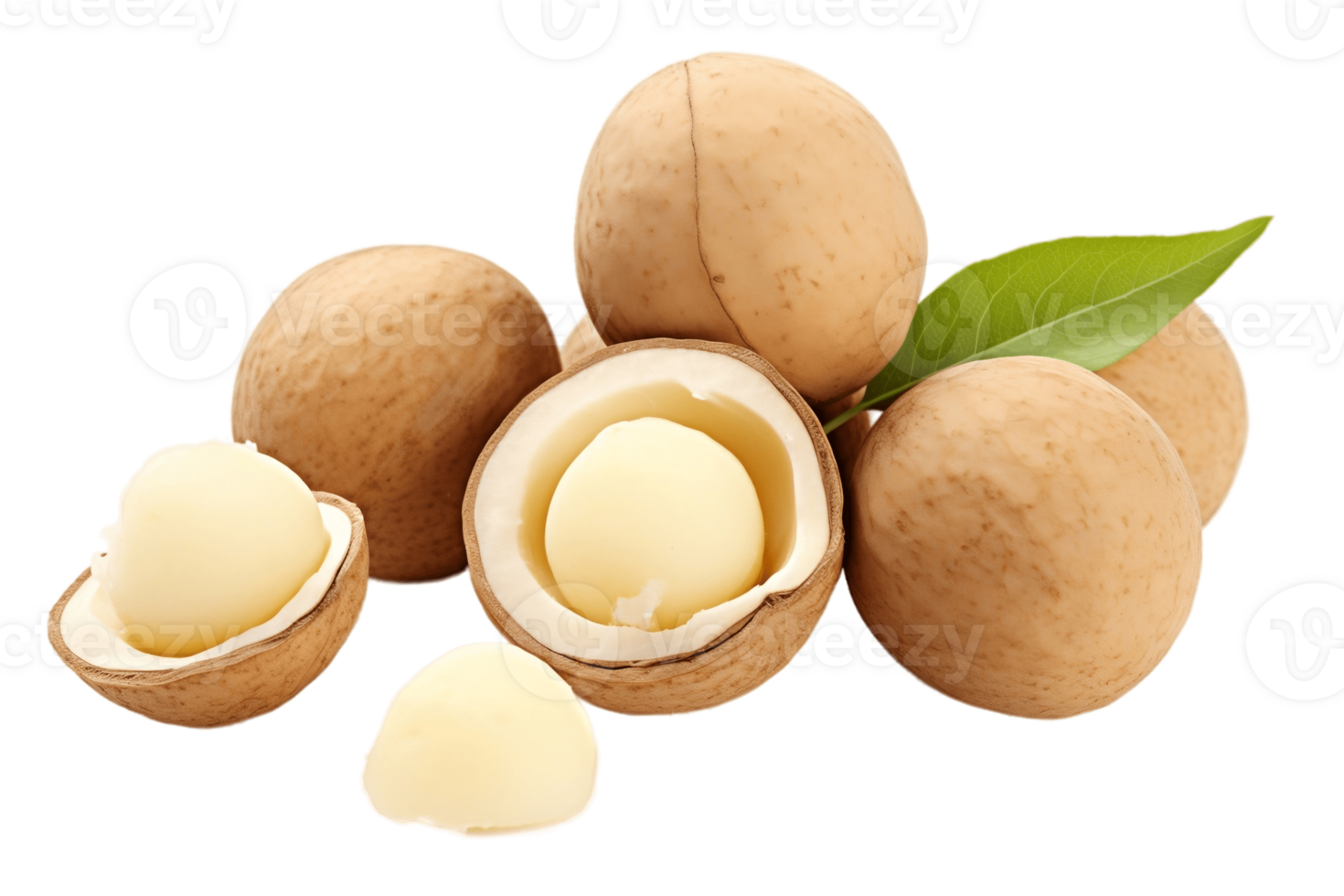 AI generated Macadamia Nut on Transparent Background. AI png