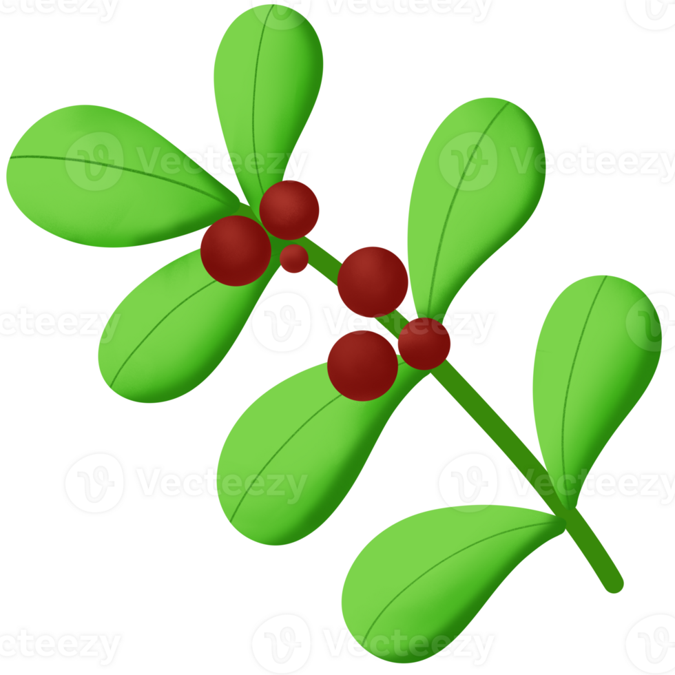 a green leaf with red berries on it png