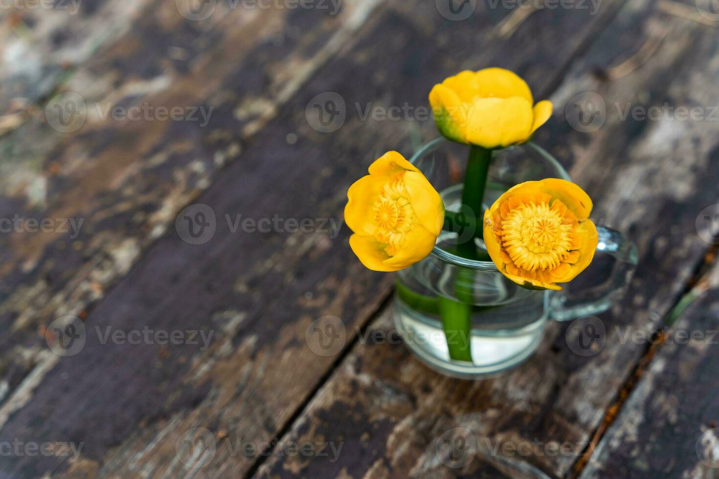 Nuphar Lutea, Perennial Aquatic Plant with Yellow Water Lily Bouquet photo
