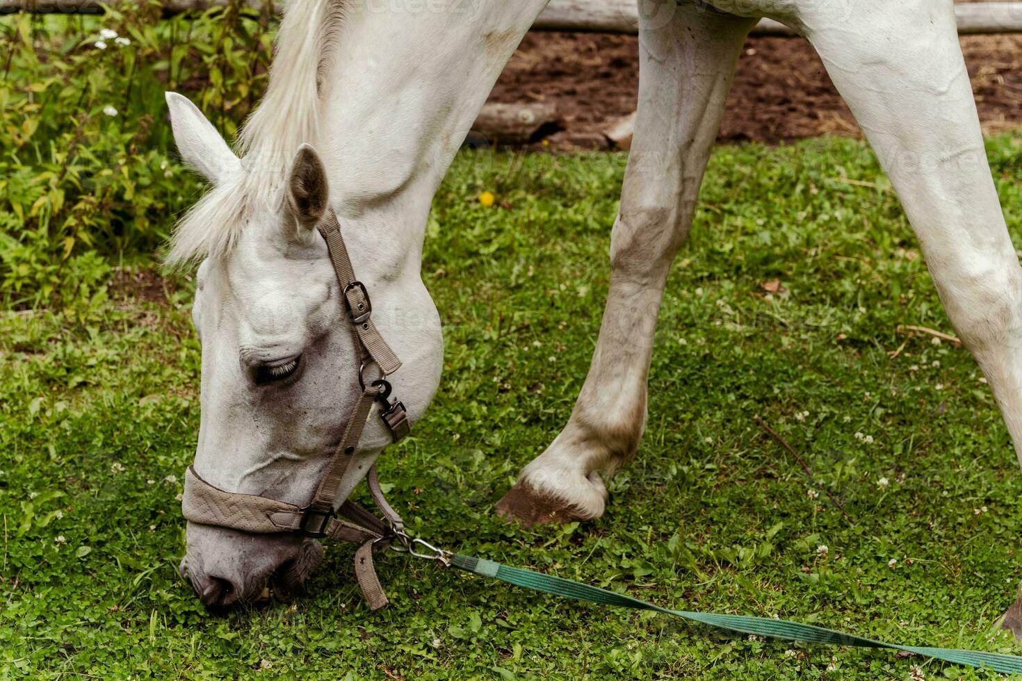 A beautiful white horse grazes peacefully in a bright green pasture photo