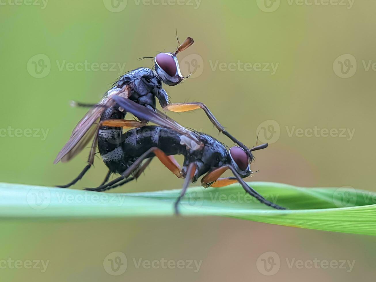 Close-up Macro Photography of Bug-Eyed Fly photo