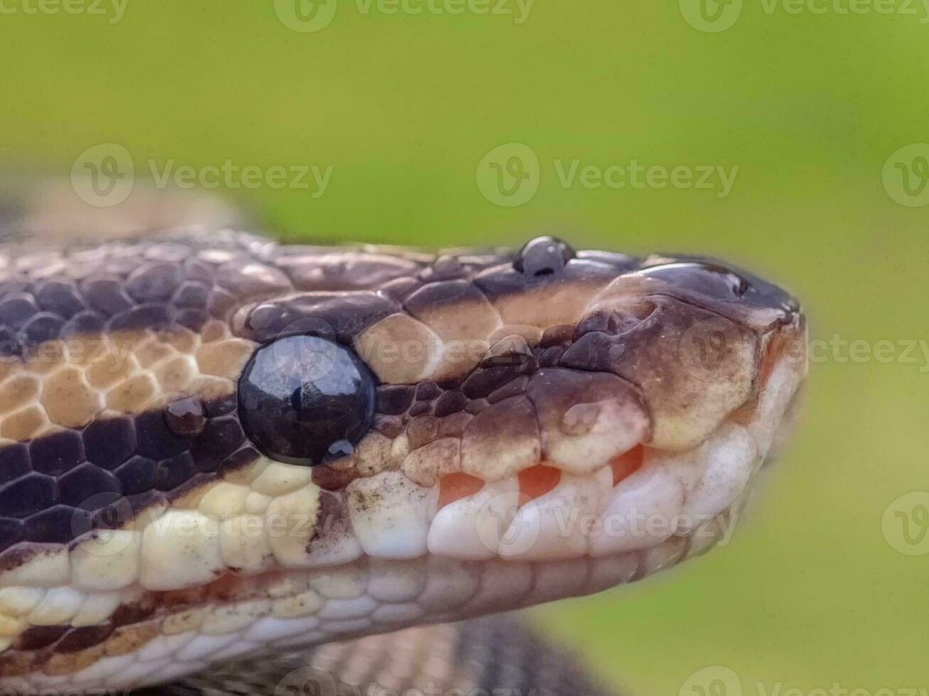 Close-up of Snake - Wildlife with Warning Sign photo
