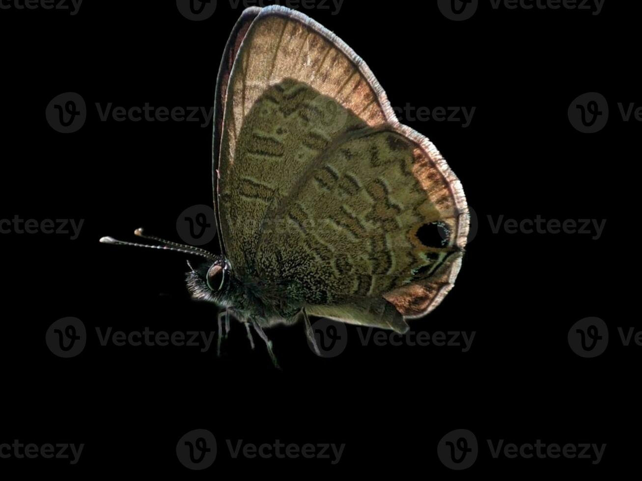 Close-up of a Butterfly Wing on a Black Background photo