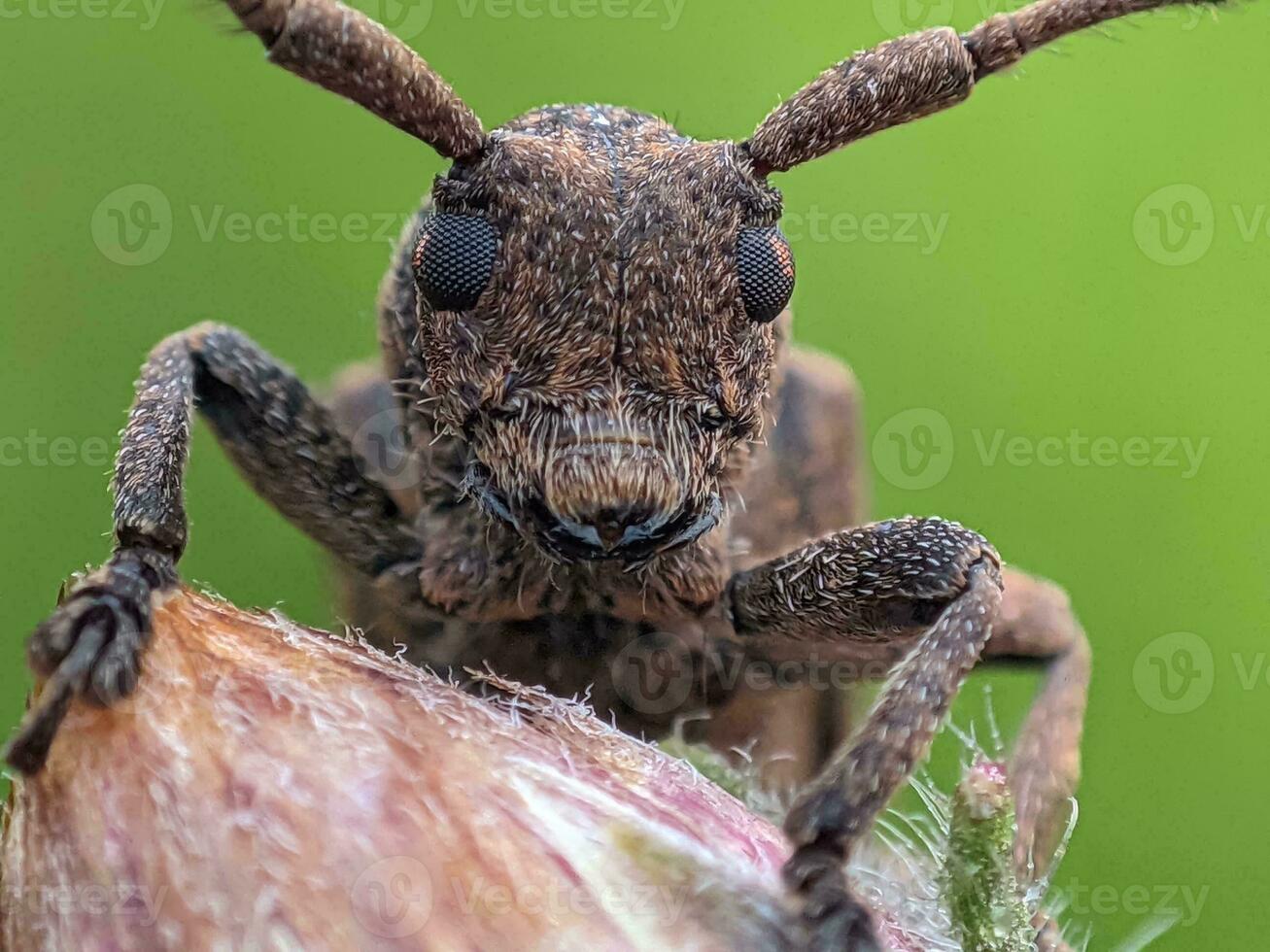 Close-up of a wild insect on a blooming flower. photo