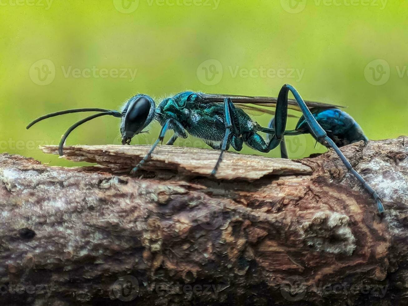 Macro Photography of Animal Creatures photo