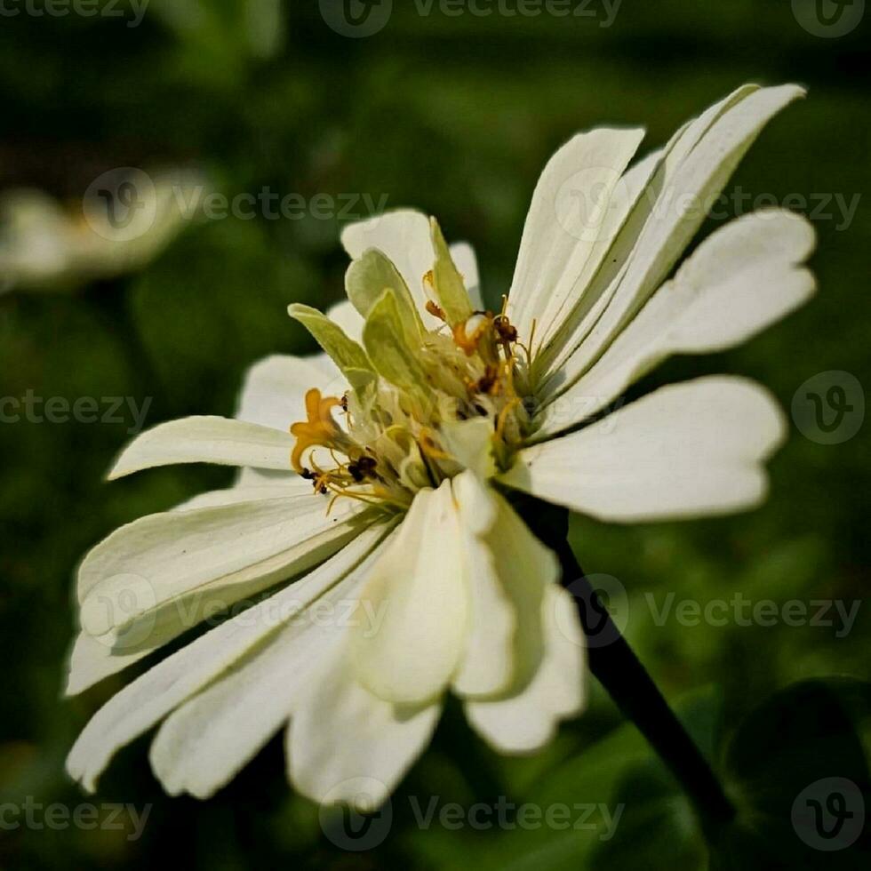 Fragile Blossom in Macro Photography photo