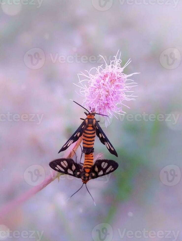 de cerca de un delicado mariposa en un floreciente flor foto