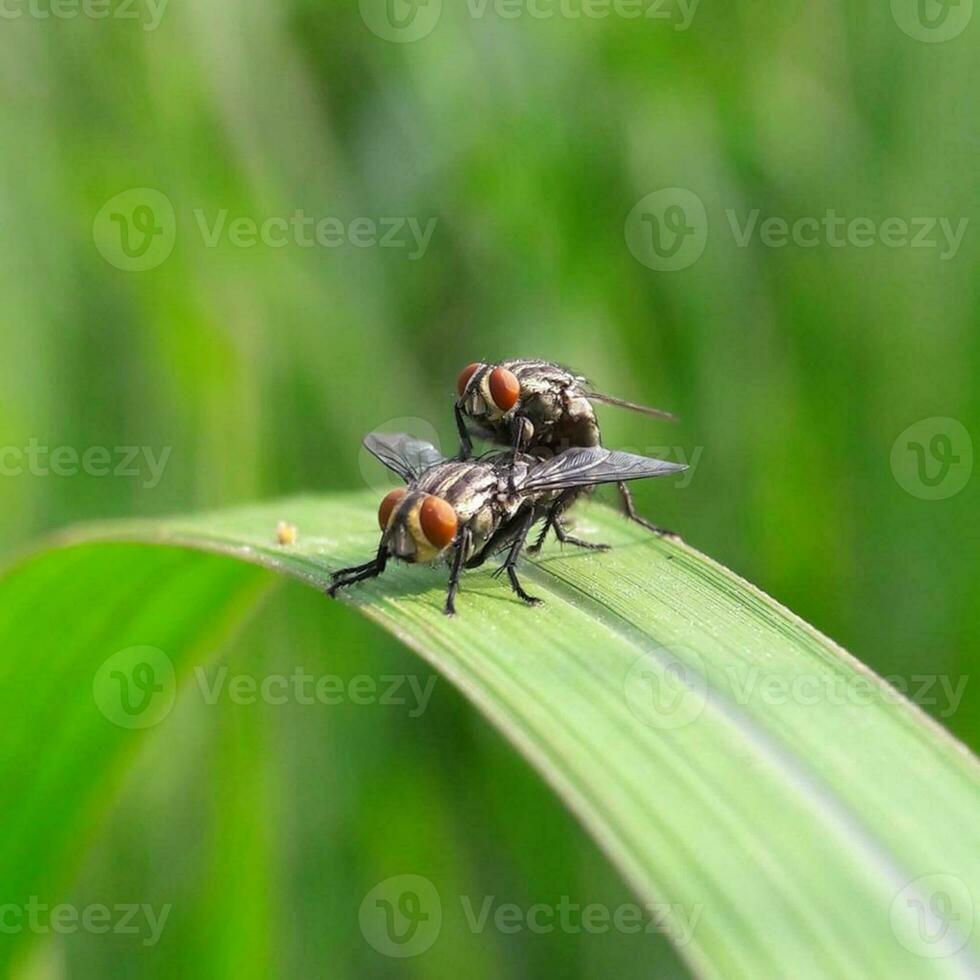 hermosa cerca arriba ver de insectos volador en macro plantas foto