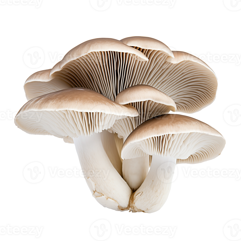 AI generated Oyster mushrooms isolated on transparent background png