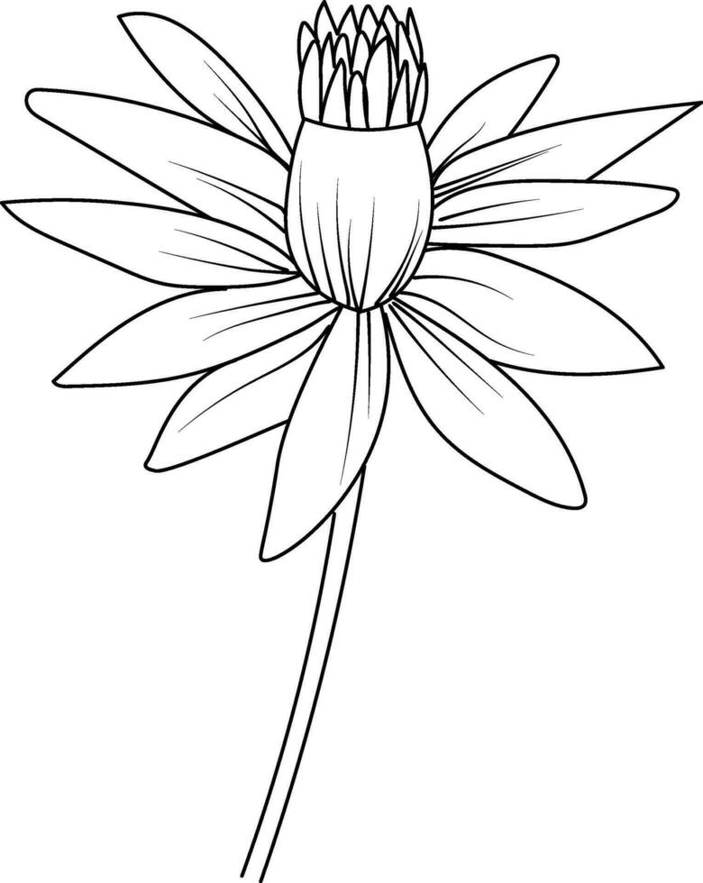 Cute flower coloring pages, waterlily drawing, waterlily line drawing, Hand drawn botanical spring elements bouquet of lotus line art coloring page, easy flower drawing. waterlily flower art vector
