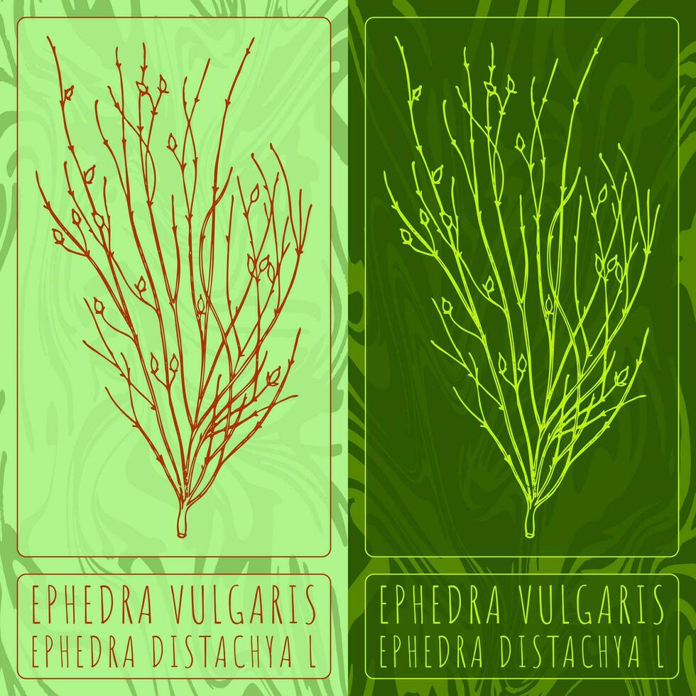 Vector drawings EPHEDRA VULGARIS. Hand drawn illustration. Latin name EPHEDRA DISTACHYA L.