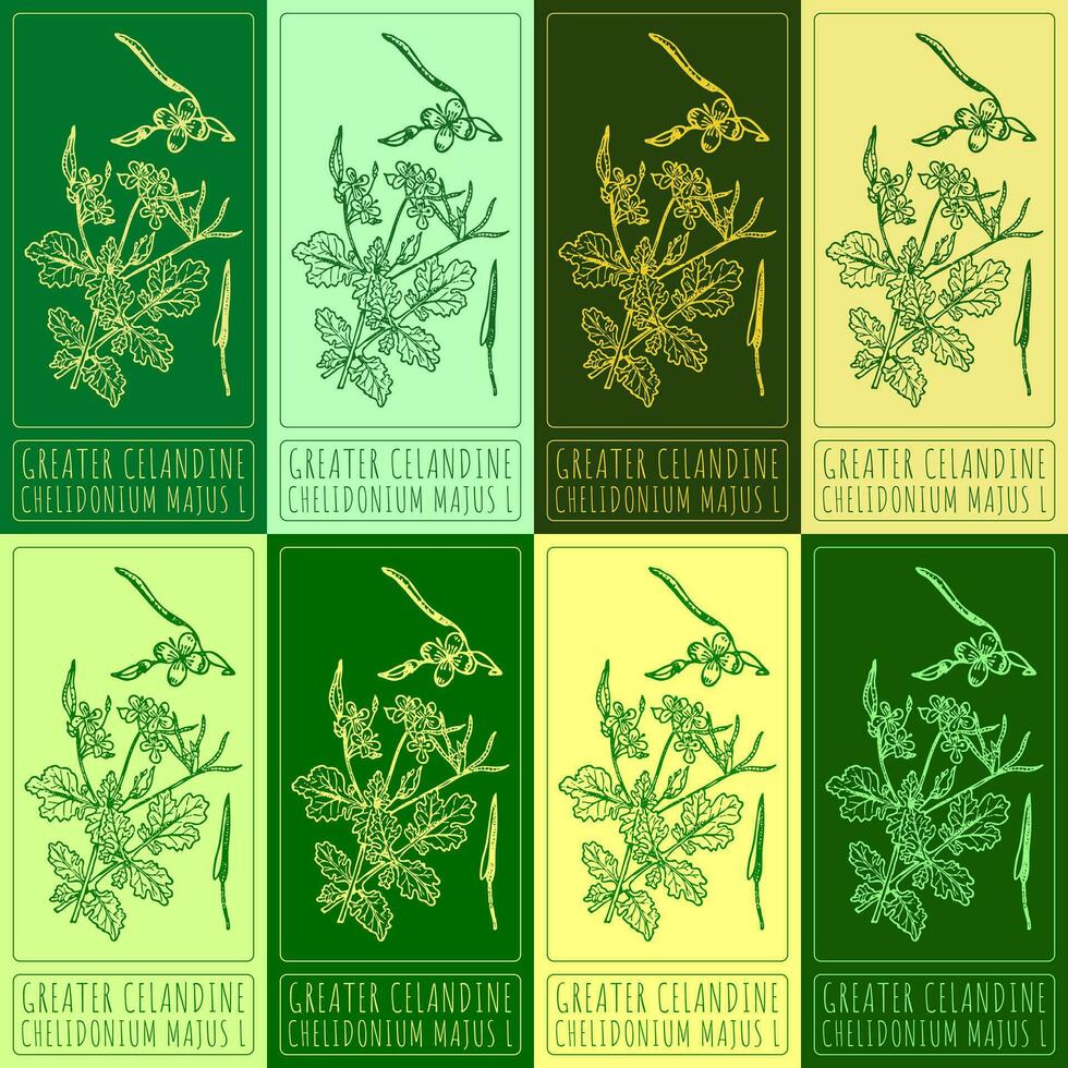 Set of vector drawings of GREATER CELANDINE in different colors. Hand drawn illustration. Latin name CHELIDONIUM MAJUS L.