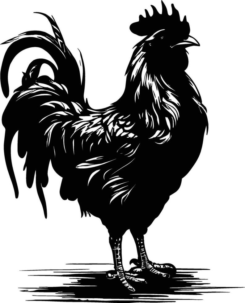 Vector illustration. Black silhouette of a rooster standing on one leg. Isolated on a white background.