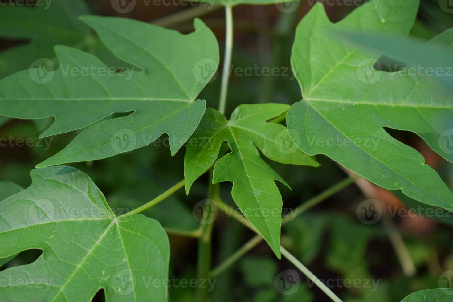 Leaves of papaya background, papaya leaves photo